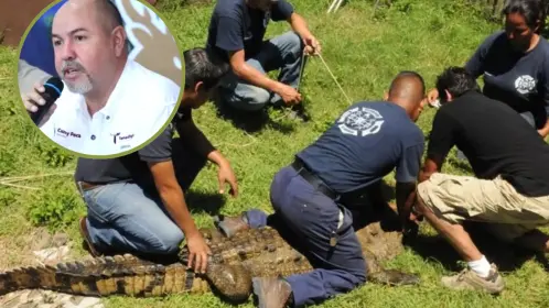 Tamaulipas apuesta por el conocimiento para enfrentar la presencia de cocodrilos en comunidades