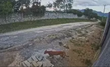 Captan nuevamente a un puma en la zona El Barrial, del municipio de Santiago