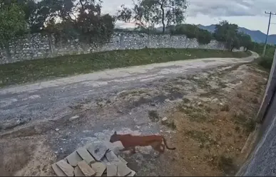 Captan nuevamente a un puma en la zona El Barrial, del municipio de Santiago