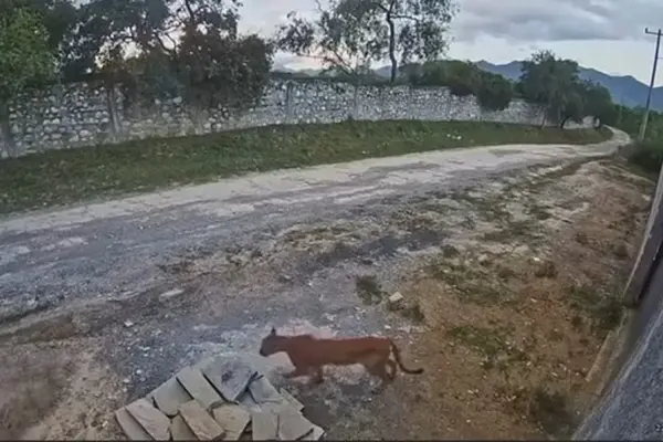 Captan nuevamente a un puma en la zona El Barrial, del municipio de Santiago