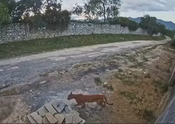 Captan nuevamente a un puma en la zona El Barrial, del municipio de Santiago