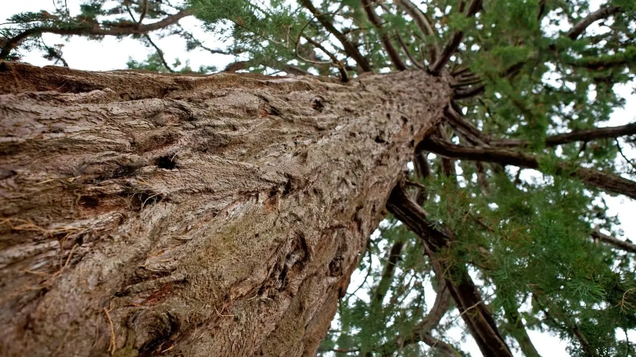 Este árbol es originario de México, Guatemala y Honduras | Foto: Canva