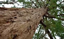 El árbol nativo que está en casi toda la sierra de Durango y que nunca deja de ser verde