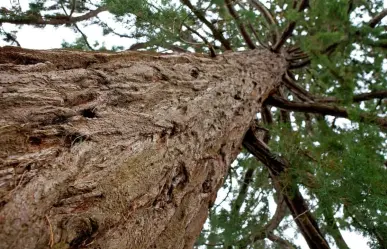 El árbol nativo que está en casi toda la sierra de Durango y que nunca deja de ser verde