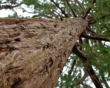 El árbol nativo que está en casi toda la sierra de Durango y que nunca deja de ser verde