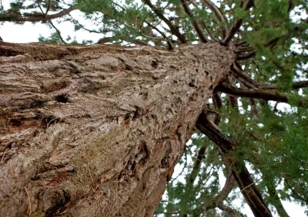 El árbol nativo que está en casi toda la sierra de Durango y que nunca deja de ser verde
