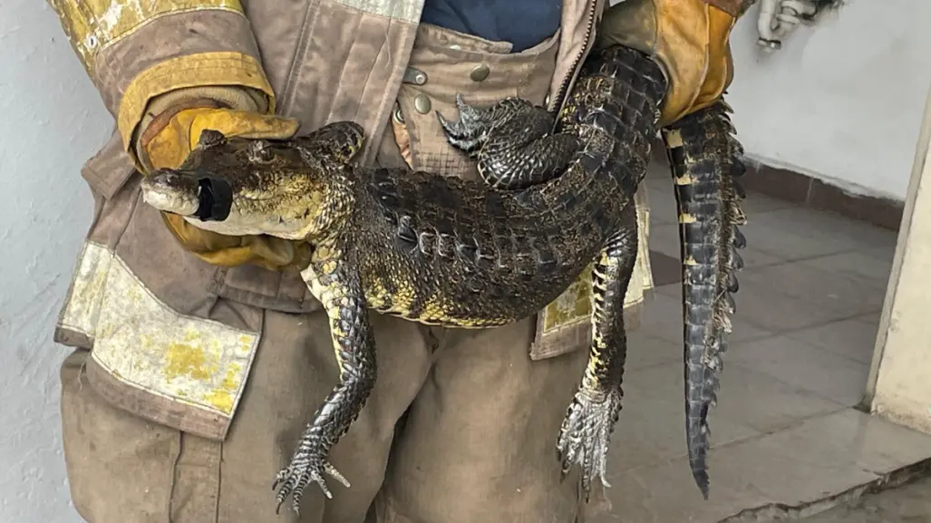 Menor es atacado por cocodrilo en el sur de Tamaulipas; contabilizan 38 saurios capturados