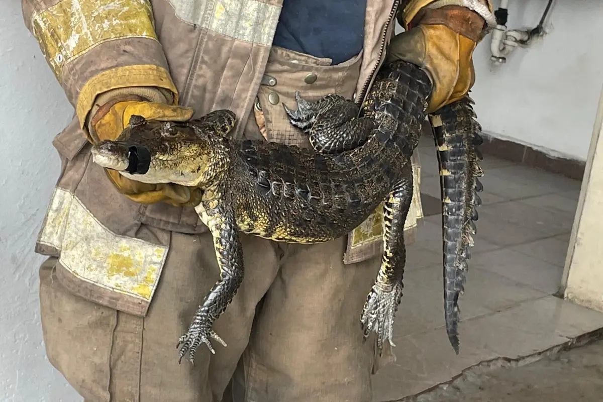 Autoridades informaron que el reptil mordió al menor en una pierna, pero gracias a una rápida atención fue trasladado al Hospital Civil de Ciudad Madero. Foto: Protección Civil