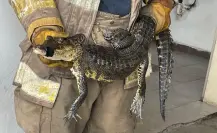 Menor es atacado por cocodrilo en el sur de Tamaulipas; contabilizan 38 saurios capturados