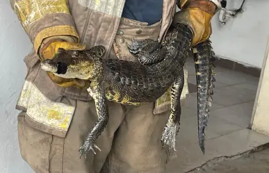 Menor es atacado por cocodrilo en el sur de Tamaulipas; contabilizan 38 saurios capturados