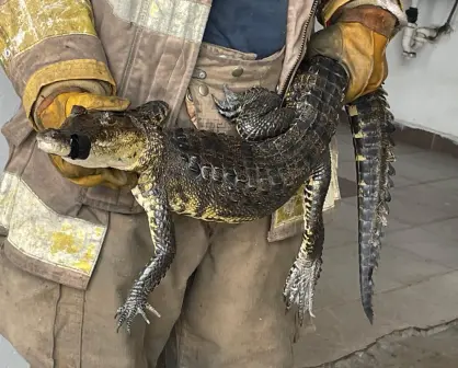 Menor es atacado por cocodrilo en el sur de Tamaulipas; contabilizan 38 saurios capturados