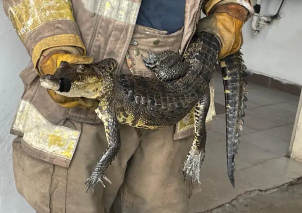 Menor es atacado por cocodrilo en el sur de Tamaulipas; contabilizan 38 saurios capturados