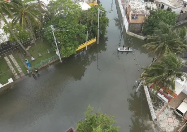 Entre 10 y 15 reportes de cocodrilos en calles del sur de Tamaulipas tras las lluvias