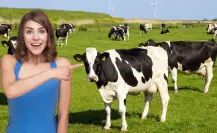 Conoce la empresa tradicional de leche fresca que es orgullo de BCS desde hace 40 años