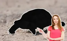 Este animal nativo de Nuevo León se entierra para protegerse del calor