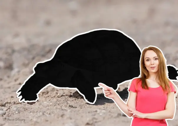 Este animal nativo de Nuevo León se entierra para protegerse del calor