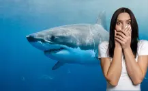 Estos son los casos de tiburones vistos en playas de Baja California Sur y no lo sabías