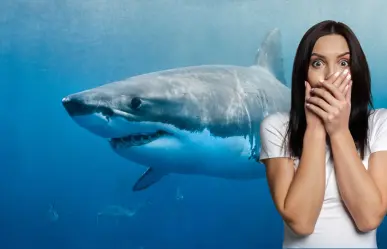 Estos son los casos de tiburones vistos en playas de Baja California Sur y no lo sabías
