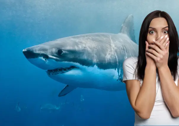 Estos son los casos de tiburones vistos en playas de Baja California Sur y no lo sabías