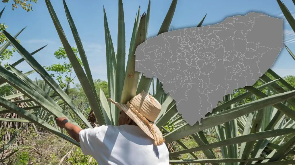Historia del henequén en Yucatán: auge y actualidad