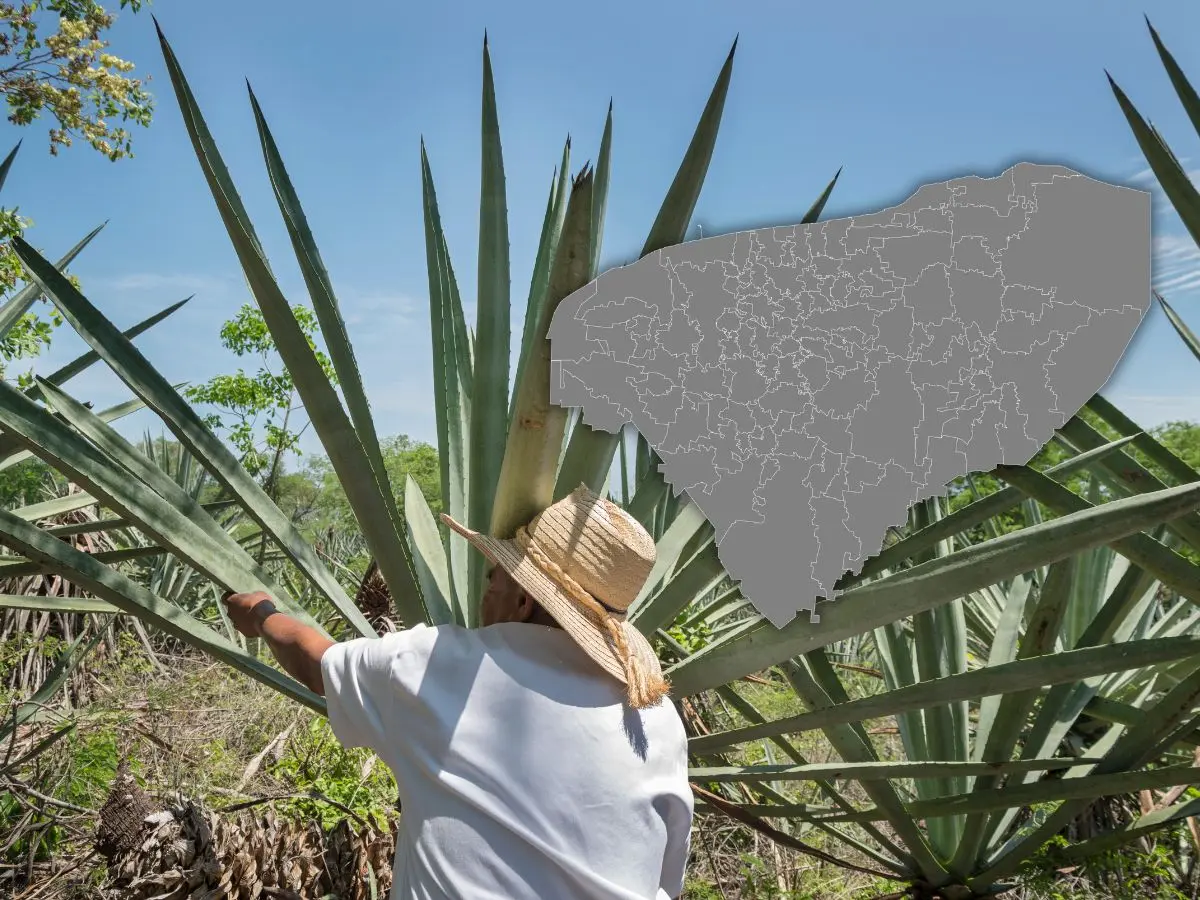 El henequén fue una planta muy importante para la economía de Yucatán, pero que tuvo un destino caótico a lo largo de muchos años.- Fuente Canva