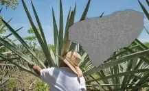 Historia del henequén en Yucatán: auge y actualidad
