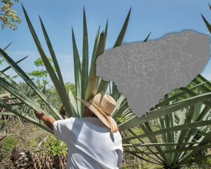 Historia del henequén en Yucatán: auge y actualidad