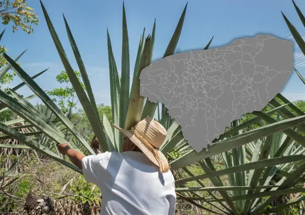 Historia del henequén en Yucatán: auge y actualidad