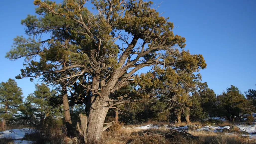 El árbol nativo de Durango cuya corteza se parece a la piel de un cocodrilo