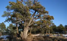 El árbol nativo de Durango cuya corteza se parece a la piel de un cocodrilo
