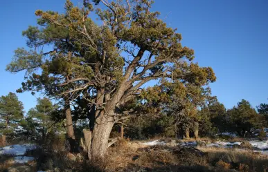 El árbol nativo de Durango cuya corteza se parece a la piel de un cocodrilo