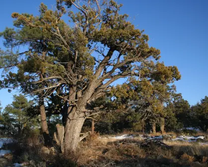 El árbol nativo de Durango cuya corteza se parece a la piel de un cocodrilo