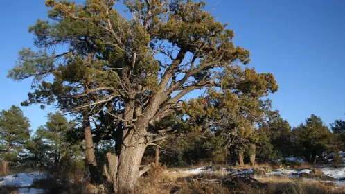 El árbol nativo de Durango cuya corteza se parece a la piel de un cocodrilo