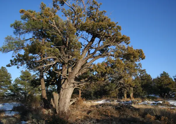 El árbol nativo de Durango cuya corteza se parece a la piel de un cocodrilo
