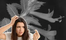 La planta nativa de Nuevo León que ayuda a combatir la caspa
