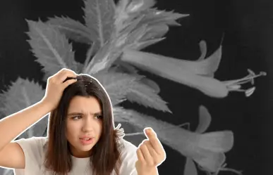 La planta nativa de Nuevo León que ayuda a combatir la caspa