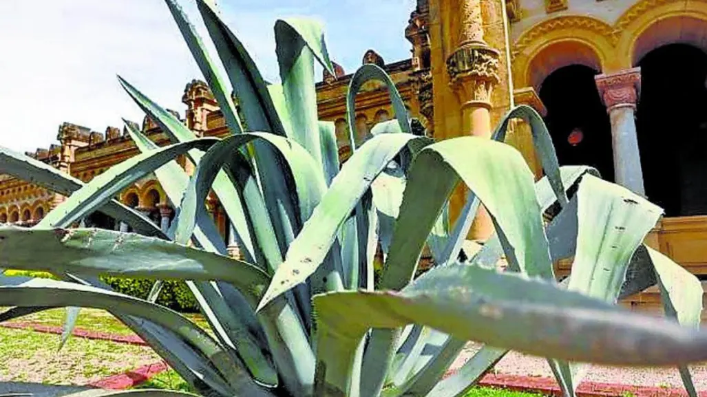 Con esta flor nativa de Tamaulipas se pueden elaborar artesanías de gran valor