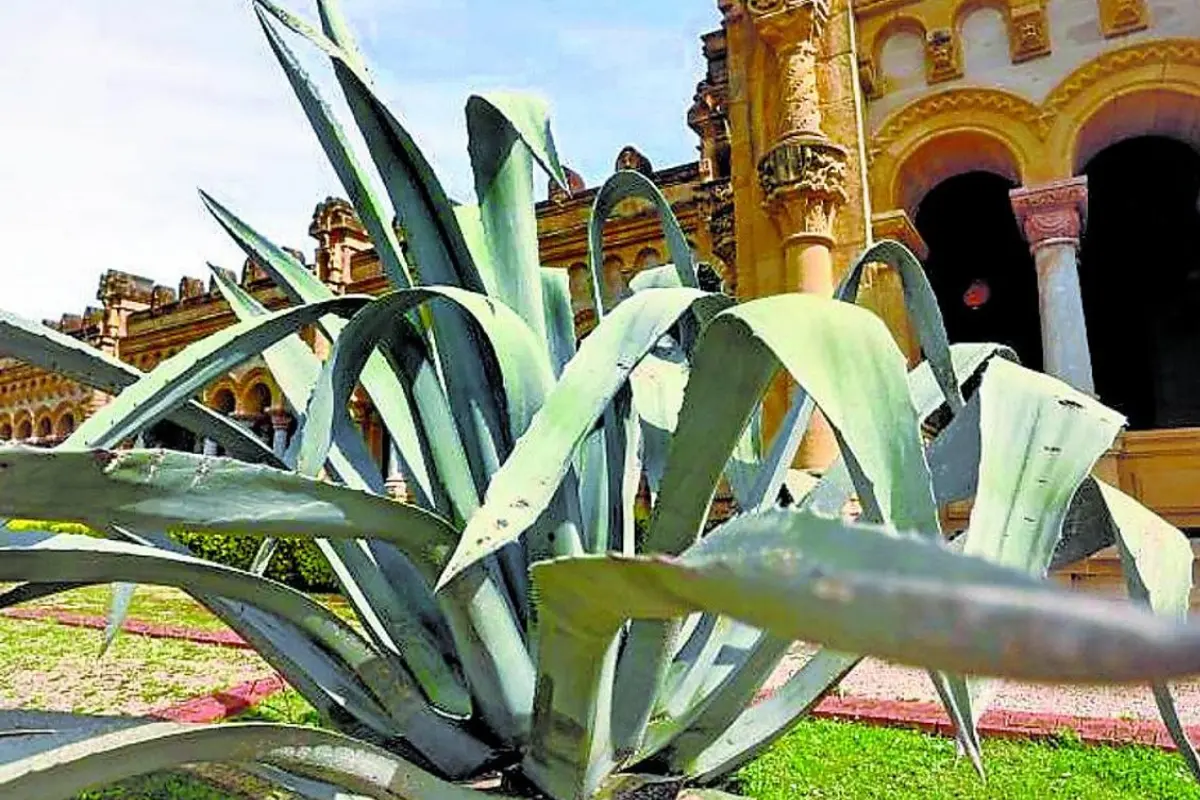 Desde hace décadas, artesanos del estado convierten su fibra en filigranas brillantes que decoran cinturones, monturas y botas, elevando el nombre de Tamaulipas a nivel internacional. Foto: Pinterest