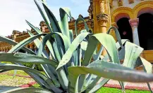 Con esta flor nativa de Tamaulipas se pueden elaborar artesanías de gran valor