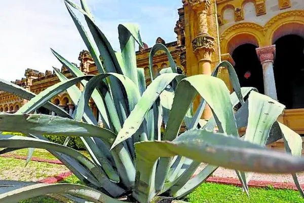 Con esta flor nativa de Tamaulipas se pueden elaborar artesanías de gran valor