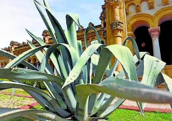 Con esta flor nativa de Tamaulipas se pueden elaborar artesanías de gran valor