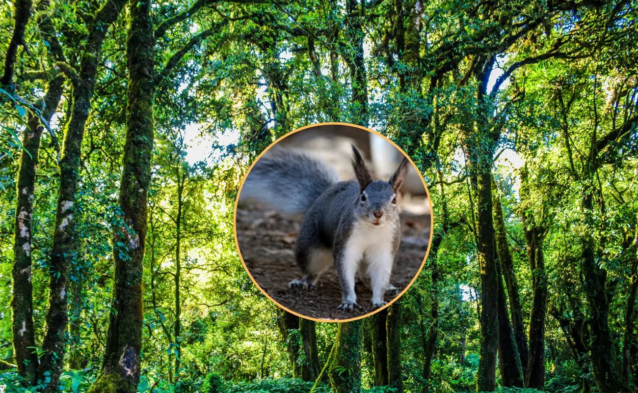 Este tipo de ardilla animal nativo de Durango, está amenazada por la explotación forestal. Foto: Especial.