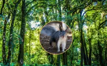 El animal nativo de Durango que está en riesgo a causa de la explotación forestal