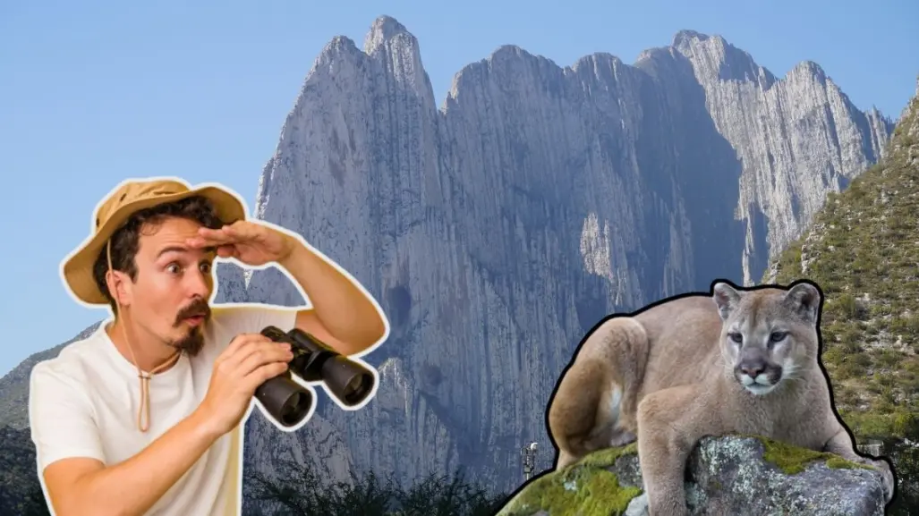 ¿Qué hacer en caso de ver a un puma en Nuevo León?