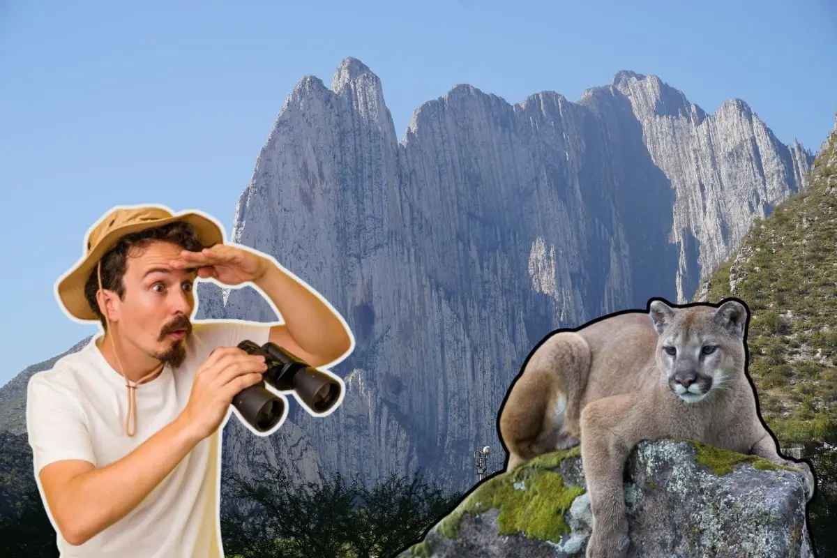 Cómo reaccionar si te encuentras con un puma en Nuevo León. Foto: CANVA / Freepik / AESPAC
