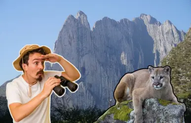 ¿Qué hacer en caso de ver a un puma en Nuevo León?
