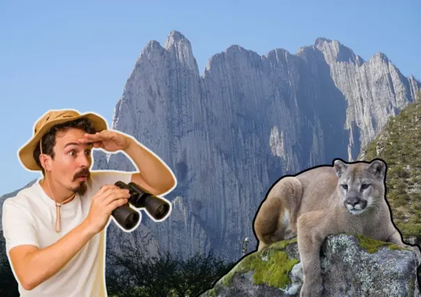 ¿Qué hacer en caso de ver a un puma en Nuevo León?