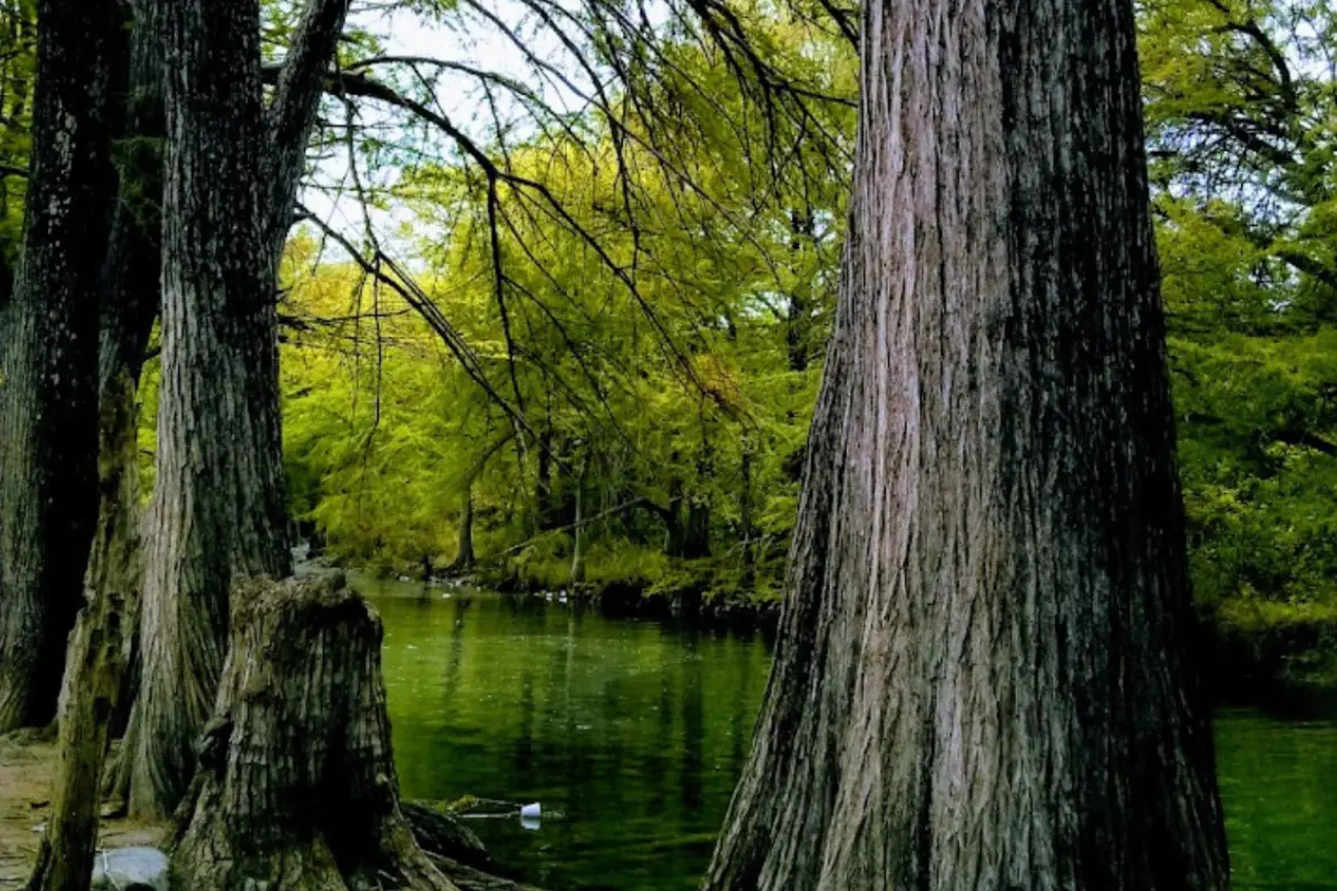 La ruta está flanqueada por vegetación selvática y sierras bajas; un trayecto que, por sí solo, ya ofrece un recorrido paisajístico único. Foto: Facebook Ríos Tamaulipoas