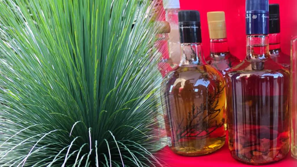 ¿Qué es el sotol y por qué es tan popular en el semidesierto de Durango?