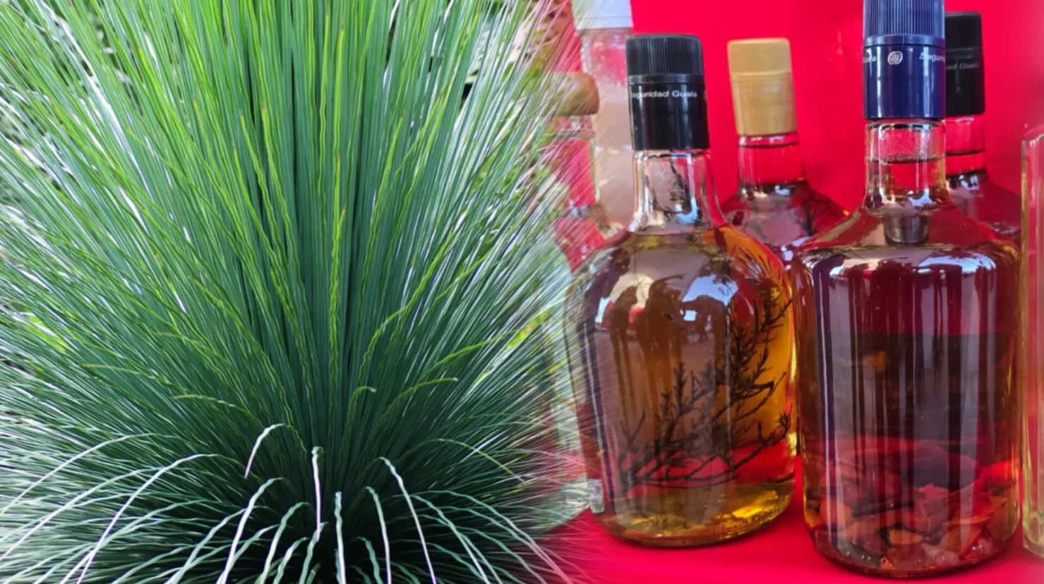 Foto: Pixabay / Gerardo Lares | Esta es la popular bebida del semidesierto de Durango conocida como sotol.